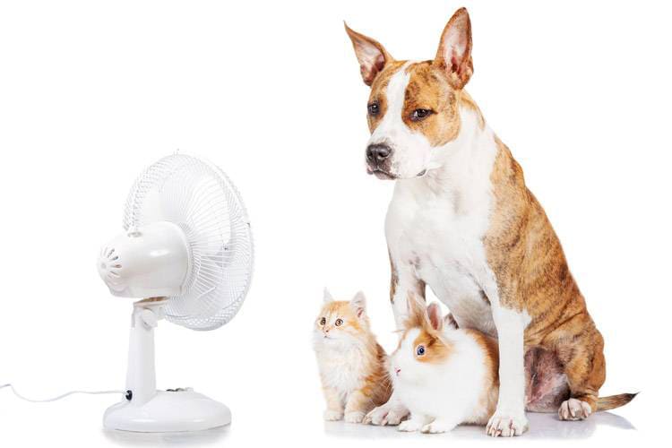 Síntomas de un golpe de calor en animales