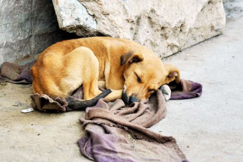 Temperaturas bajas: cuidado, ayuda y prevención para los animales callejeros