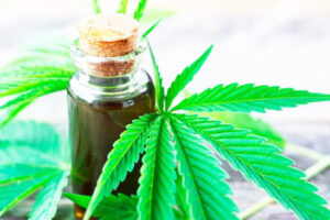 Cannabis: legalizan la compra de semillas para cultivos con fines medicinales