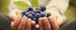 Conozca los vinos orgánicos, veganos, biodinámicos; vinos sustentables y ecológicos