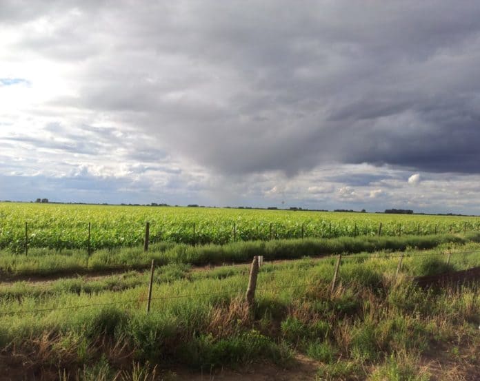 El Niño ya comenzó su transición en territorio nacional: cómo será el fenómeno climático