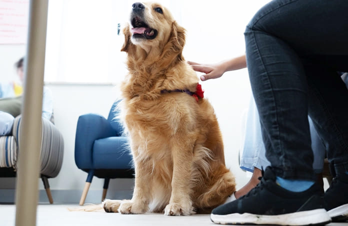 El Hospital de Niños de La Plata avanza con el Proyecto Staff Canino y las terapias asistidas con animales