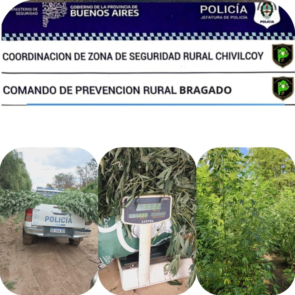 CPR BRAGADO JUNTO A DESTACAMENTO POLICIAL MECHITA PROCEDEN AL HALLAZGO Y SECUESTRO DE PLANTAS DE MARIHUANA