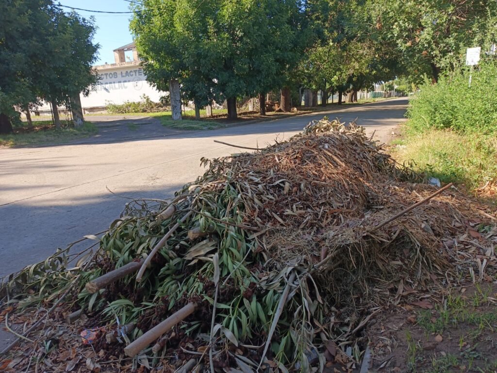 INSPECCIÓN GENERAL: NOTIFICACIONES POR TERRENOS BALDÍOS Y MONTÍCULOS EN LA VÍA PÚBLICA