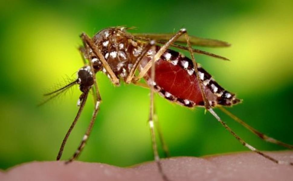 Dengue: alertan que febrero y marzo son los meses de mayor circulación del mosquito Aedes aegypti