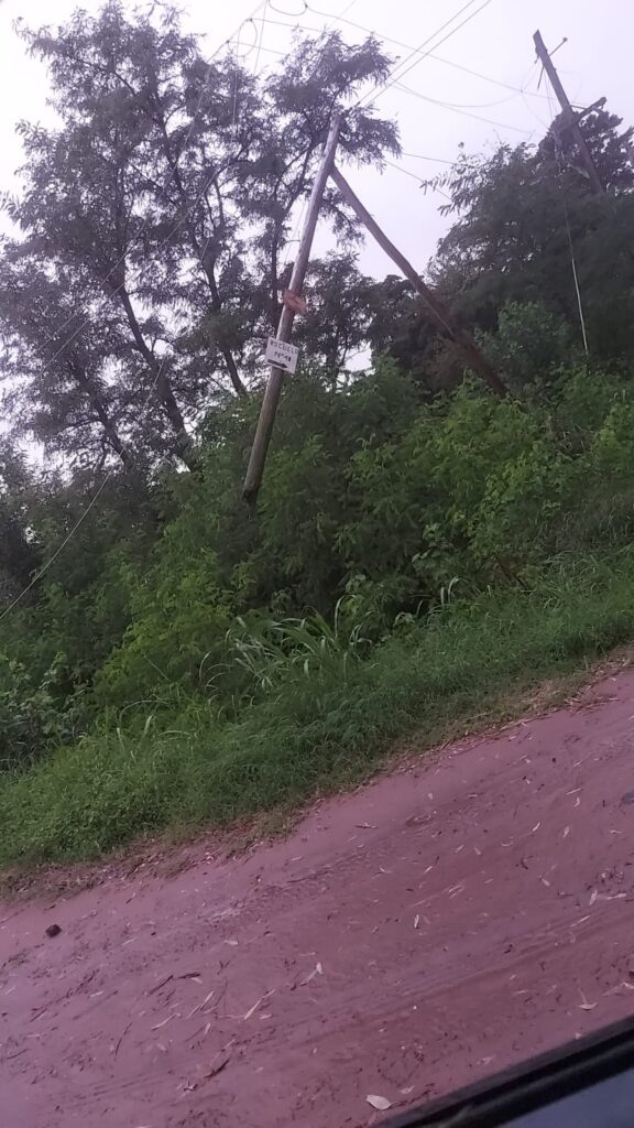 Camino a La Limpia, cayó árbol de gran porte