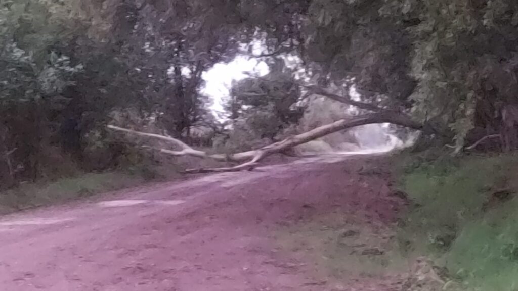 Camino a La Limpia, cayó árbol de gran porte