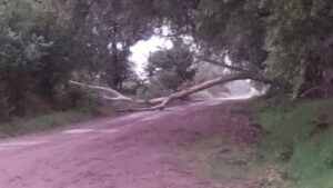 Camino a La Limpia, cayó árbol de gran porte