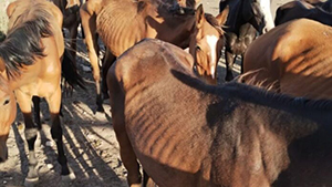 Condena-Maltrato-Animal-696x392