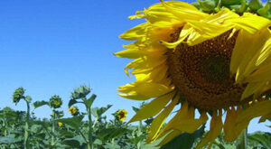 Girasol-Inta-696x382