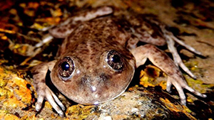 Conservación de la Ranita del Valcheta: “Óscar verde” para un investigador del Conicet
