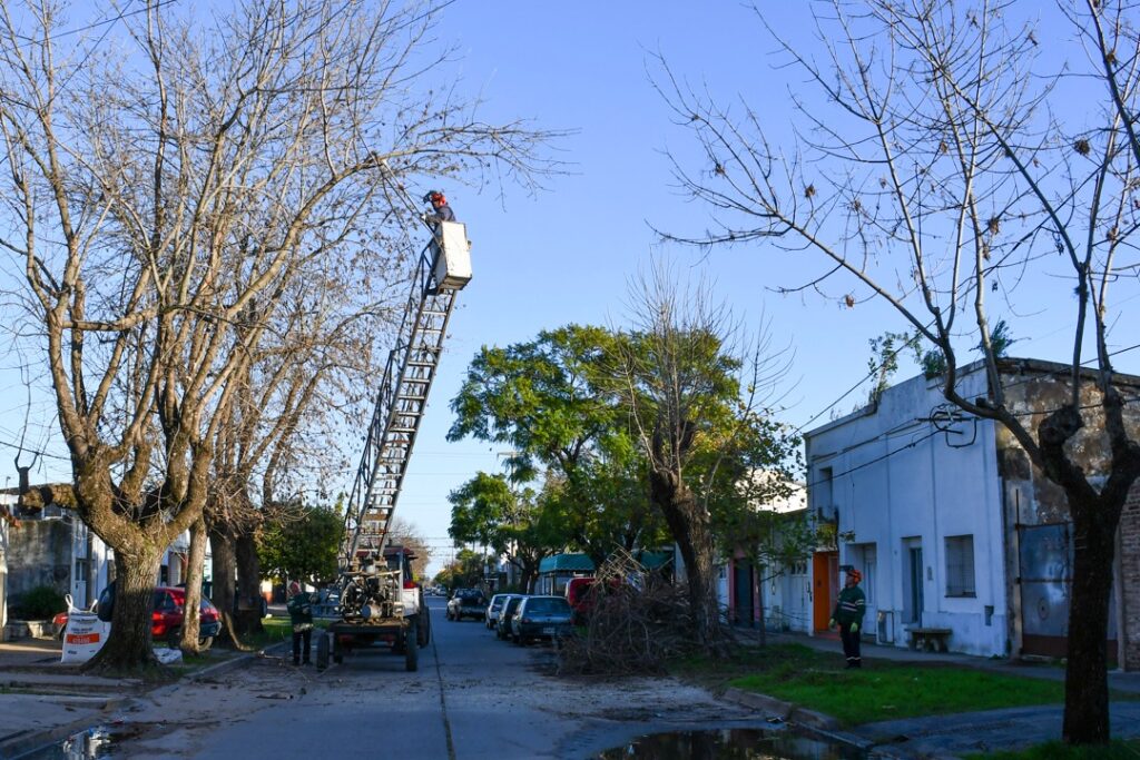 ARBOLADO URBANO: CONTINUAMOS CON LA PODA PROGRAMADA